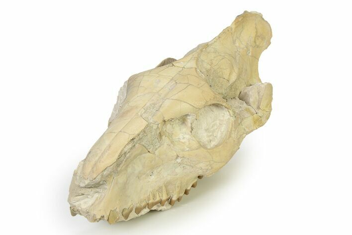 Partial Oreodont (Merycoidodon) Upper Skull - South Dakota #342182